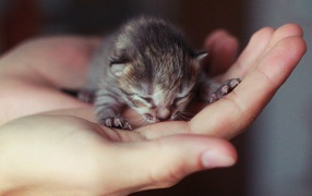 Новорожденный котенок на ладони