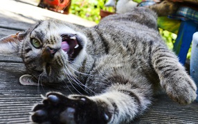 Довольный забавный кот