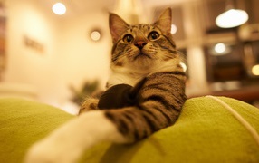 Горделивый домашний кот