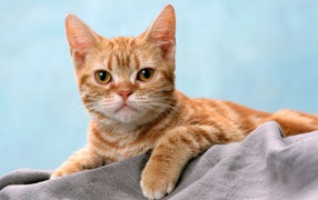 Курносый рыжий котенок
