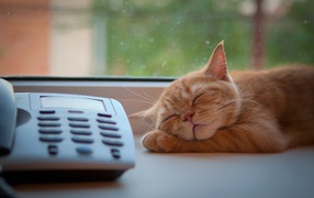 Red cat sleeping on the phone