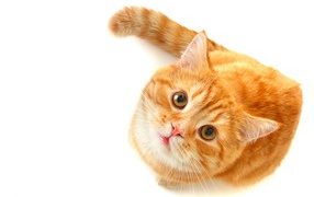 Рыжий кот с зелеными глазами