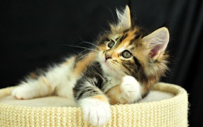 Рыжий котенок на пуфе