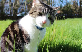 Грустный домашний кот на траве