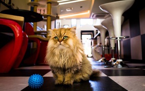 Лохматый кот с игрушкой