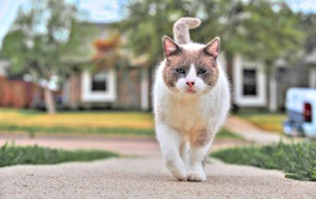 Уличный кот бандит