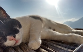 Кот сладко дремлет под лучами солнца