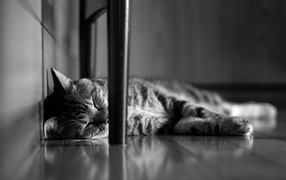 Кот сладко спит под стулом