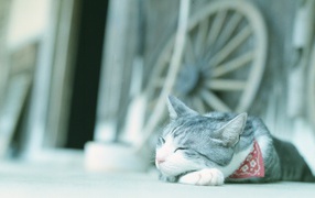 Кот в нашейном платке