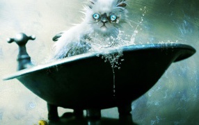 Голубоглазый кот не рад купанию