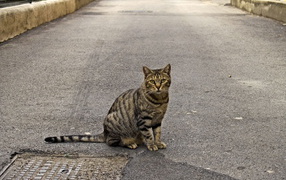 Кот сидит на дороге