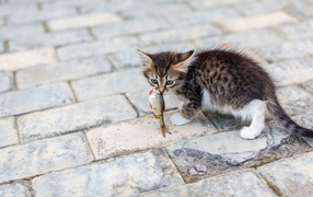 Котенок несет в зубах рыбку