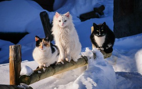 Три кота на деревянном заборе