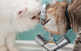 Два кота пьют воду из под крана