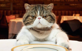 Недовольный кот за столом