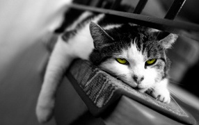 Желтоглазый ленивый кот