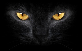 Желтые глаза большого черного кота