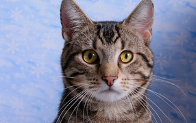 Кот с эмблемой на лбу