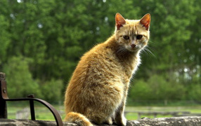 Рыжий кот на бревне