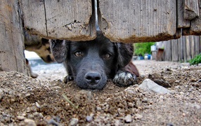 Черный пес за забором