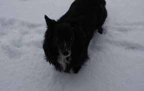 Черный пес стоит в снегу