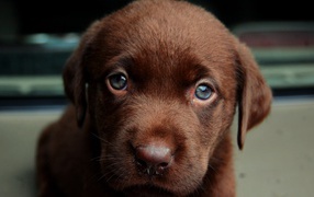 Коричневый окрас щенка лабрадора ретривера