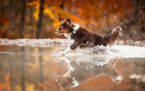 Коричневая собака бежит по воде