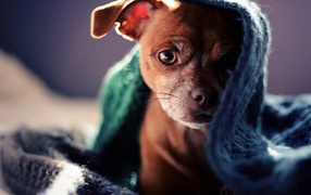 Коричневый щенок под полотенцем