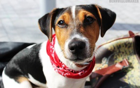 Милый домашний пес