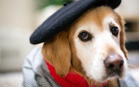 Собака в черном берете