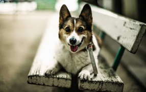 Собака улыбается сидя на скамье