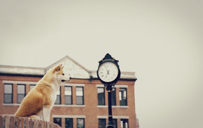 Собака верно ждет хозяина