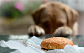 Пес хочет полакомиться булочкой