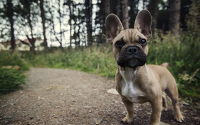 Ушастый маленький щенок на тропинке