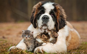 Котята под надежной защитой