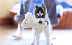 Маленький хаски с игрушкой в зубах