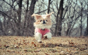 Маленькая собака бежит по опавшим листьям