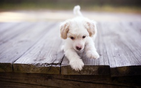 Щенок у края доски