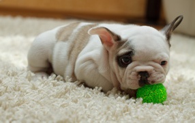 Щенок грызет зеленый шарик