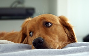 Рыжая собака смотрит через плечо в сторону