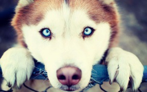 Сибирский хаски с голубыми глазами