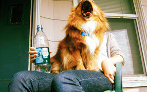 Собака на коленях человека