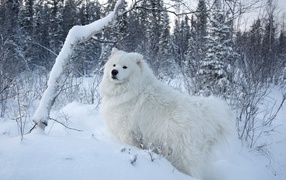 Белая собака на белом снегу