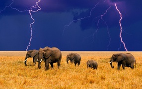 A herd of elephants on a background of storm