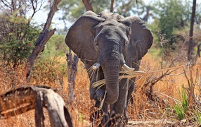 Elephant keeps in the trunk branch