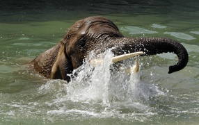 Elephant swimming in water