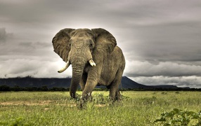 Слон идет по зеленой траве