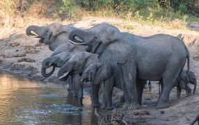 Elephants with young elephants at the watering