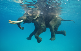 Фото плывущего в воде слона