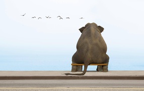 The elephant sitting on a bench and looking at the birds